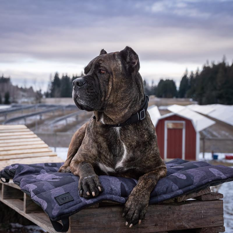 Trailblazer, Tough Travel Dog Bed